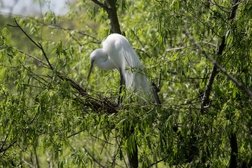 elegant snowy egret standing in green tree
