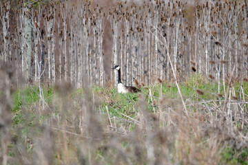 single goose alone in a field of tall thistle grass