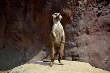 meerkat standing tall on guard duty