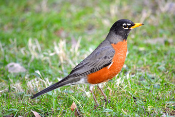 red robin hunting in grass for his next meal