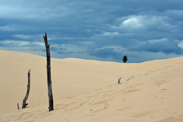 dead stick among miles of sand dunes 