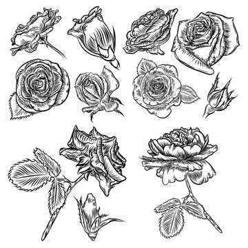 Rose hand drawing set, spring buds. Black rose with leaf and design elements Flowers collection. Vector.