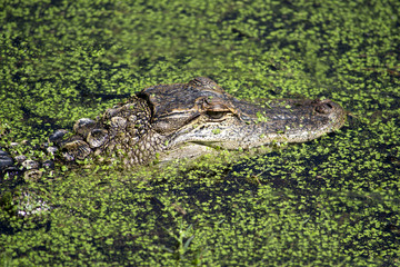 alligator blending in to a bunch of moss on water