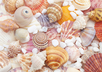 Seashell from ocean as nature background