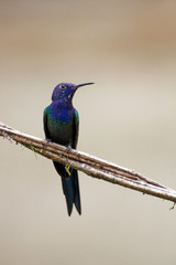 Beija-flor-de-fronte-violeta