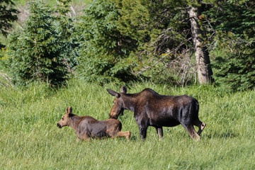 Shiras Moose of The Colorado Rocky Mountains