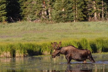 Fototapeta na wymiar Shiras Moose of The Colorado Rocky Mountains