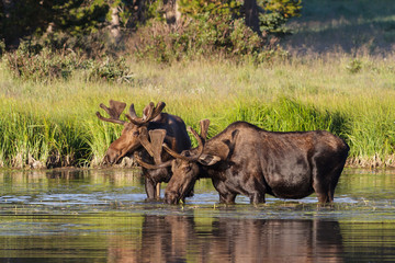 Fototapeta premium Shiras Moose of The Colorado Rocky Mountains