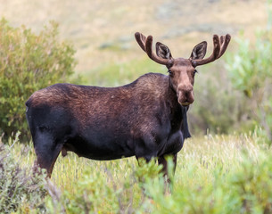 Shiras Moose of The Colorado Rocky Mountains