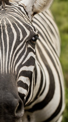 Fototapeta na wymiar A Close Up View of a Zebra's Face