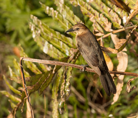 vireo is perched on a branch at sunset