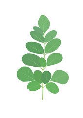 Moringa leaves are green herbs placed on a white background.