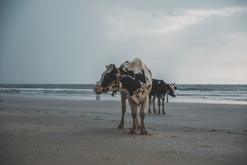 Indische Kühe am Goa Strand in indien