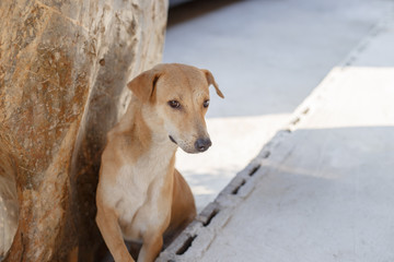 犬　ドッグ　可愛い　子犬　ドギー