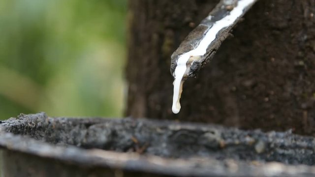 The latex is drop slowly trickle into the cup.After tapping the trunk, and then