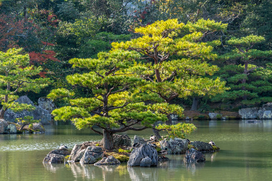 Pinus thunbergii or Japanese black pine (Kuromatsu) On an islet near .Kinkaku-ji (Golden Pavilion) temple. Autumn colors and Fall foliage in the background. Kyoto, Japan