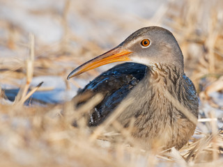 Clapper Rail