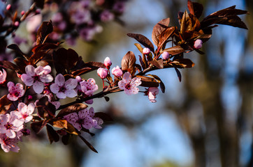 Blossoming branches of the paradise apple tree