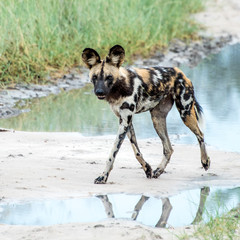 African Wild Dog