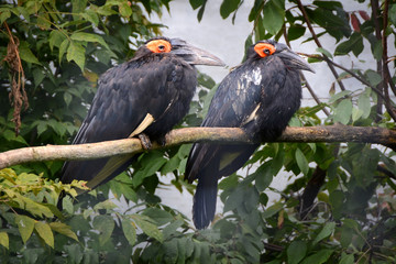 African horned crows. Sweet couple