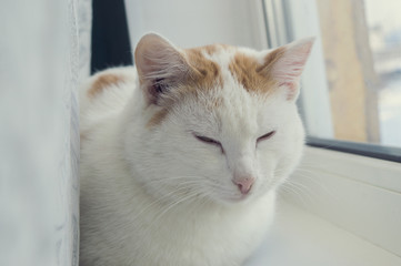 beautiful tri-colored cat sitting in a beautiful pose