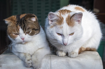 beautiful tri-colored cats sitting in a beautiful pose