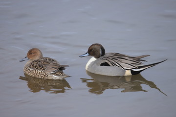 オナガガモのメスとオス　Northern Pintail (F & M)