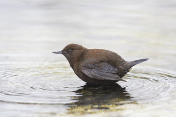 カワガラス(Brown Dipper)