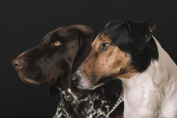Two dog portrait. German pointer and terrier dog studio shot.