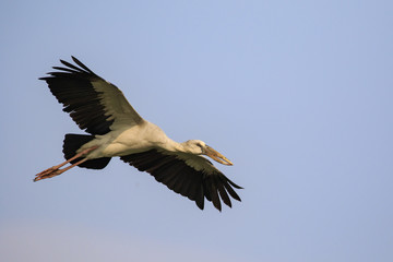 Image of an Asian openbill stork(Anastomus oscitans) flying in the sky. Bird, Wild Animals.