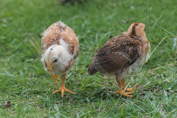 Yellow chick, baby chicken walking on the grass 
