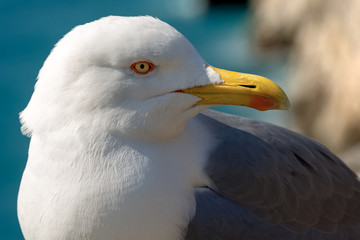 Close up of a Seagull on the Cliff