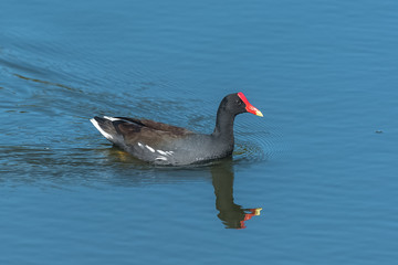 Common Moorhen, Gallinula chloropus, colorful bird swimming
