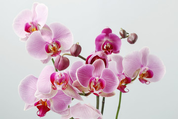 Naklejka na ściany i meble Pink orchids flowers