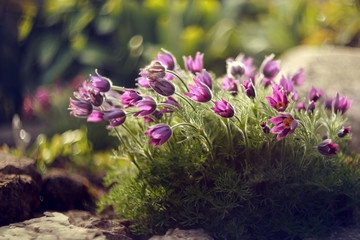 Pulsatilla blossomed in the garden on a sunny summer day