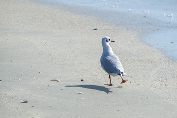 Seagull on the beach