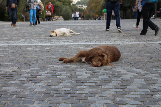 Sleeping dogs on street of Plaka, Athens, Greece