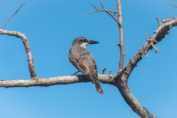 Grey Kingbird, bird perched on a branch in Guadeloupe
