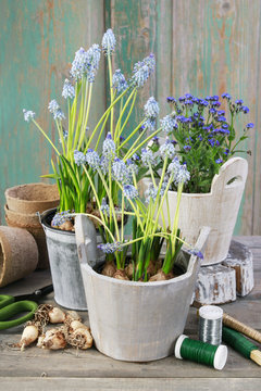 Wooden pot with bluebells (muscari) and another one with forget me not flower (myosotis).