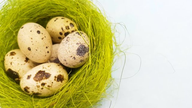 Quail eggs in a green nest on a pastel blue background. Close up.