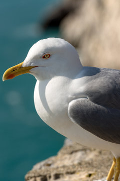 Close up of a Seagull on the Cliff