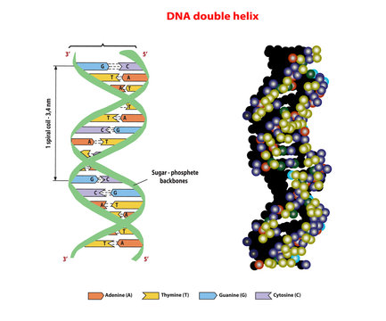 DNA structure double helix in 3D  on white background. Nucleotide, Phosphate, Sugar, and bases. education vector info graphic.
Adenine, Thymine, Guanine, Cytosine.