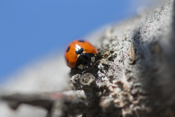 spring ladybug branch