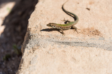 Cominotto wall lizard in Comino, Malta