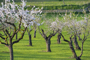 Landscape of Almond trees in bloom