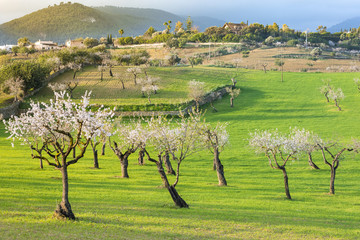Landscape of the Mallorca countryside with almond trees in blossom