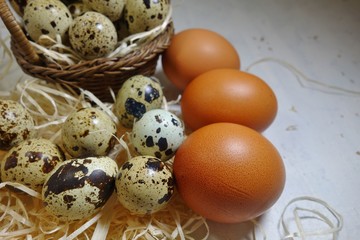 Quail eggs and  chicken eggs  - Easter composition.Easter Tradition - Selective focus
