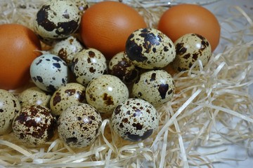 Quail eggs and  chicken eggs  - Easter composition.Easter Tradition - Selective focus
