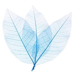 nervures feuilles décoratives bleues 