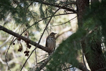トラツグミ